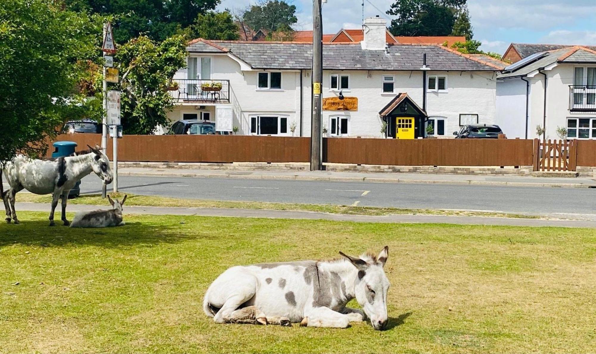 Cottage Lodge Hotel Brockenhurst Exterior foto